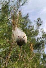 Obraz premium Pine Processionary Moth (Thaumetopoea pityocampa) damages pine trees and its airborne hairs can cause severe allergic reactions, including skin rashes and respiratory issues