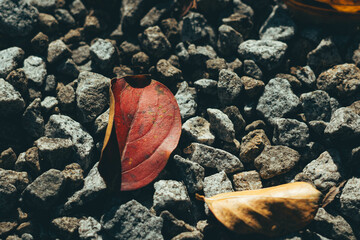 赤と黄の落ち葉