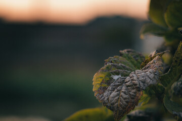 夕焼けと葉っぱ