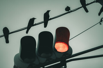 カラスと信号機