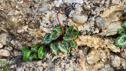 On the limestone rocks of slopes of the Mediterranean coasts, wild florist's cyclamen flowers draw attention with their interesting patterned leaves as much as their pink beauty