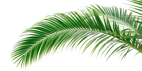 Obraz premium A green palm frond with long, thin leaves, curved in an arc