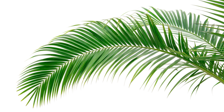 A green palm frond with long, thin leaves, curved in an arc