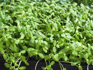 Organic Sunflower Sprouts (Helianthus annuus) Sunflower sprouts that have just sprouted from sunflower seeds for only 1 week. Sunflower microgreen sprouts are rich in nutrients. Vegan and healthy 
