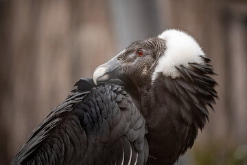 Andean Condor