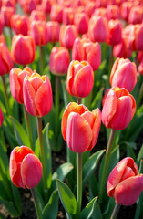 Obraz premium 3D tulips, pattern of red tulips, place for text, flowers background