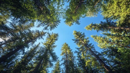 Fototapeta premium Breathtaking Panorama Unfolds from Low Vantage Point in Forest