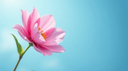 Fototapeta premium Delicate Pink Blossom Against a Vibrant Azure Sky A Botanical Image Featuring a Single Flower in Full Bloom