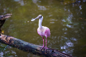 Roseate Spoonbill