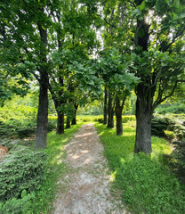 Straight narrow path in green park. Summer morning in a park - beams of light among trees.