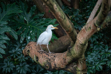 Cattle Egret on a Branch