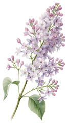 Fototapeta premium Lilac's Delicate Embrace: A detailed illustration of a lilac branch, showcasing its clusters of small, fragrant blossoms, delicate petals, and lush green leaves.