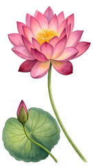 Obraz premium Blooming Lotus Elegance: A captivating portrayal of a lotus flower in full bloom, showcasing its delicate petals in shades of pink and a vibrant yellow center.
