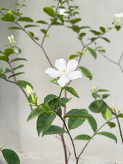 white jasmine flower