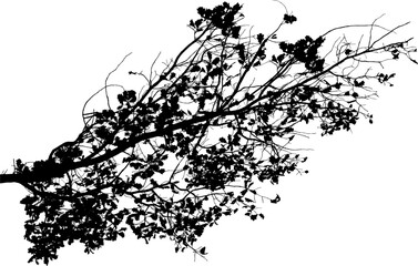 Vector illustration of natural oak tree branch with leaves