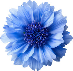 Close up blue cornflower on top view isolated