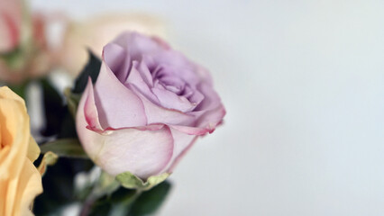 Lilac rose on neutral copy space background
