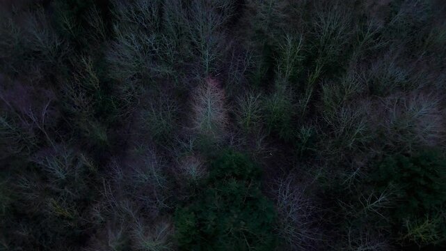 Aerial flight over dark wintery forest no leaves cold silent forest in Rutland England UK