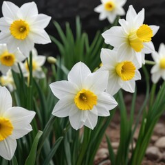 White fragrant narcissus flower blooming in the garden, spring, botanical, blossom