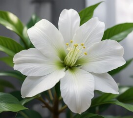 Fototapeta premium White vanilla flower with visible stamen and lush green leaves in natural light, summer bloom, organic skincare