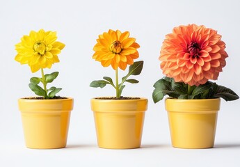 Fototapeta premium Vibrant Yellow Flower Pots with Brightly Colored Flowers Displaying Different Stages of Bloom Against a Clean White Background