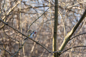 A bird is perched on a branch. The bird is yellow and red. The branch is brown