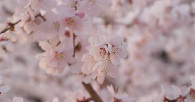 In the park, various flowers are in full bloom in the spring, and bees are flitting about.