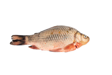 A fish is on a white background. Raw crucian carp fish isolated on white background.