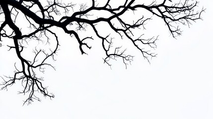 Obraz premium Skeletal Branches Reaching for Light - A silhouette of bare tree branches against a white background. Symbolizing resilience, growth, winter, nature's cycle, and reaching for hope