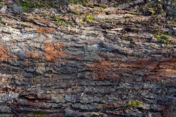 A tree trunk with moss growing on it. The bark is brown and has some spots. The trunk is rough and has a lot of texture