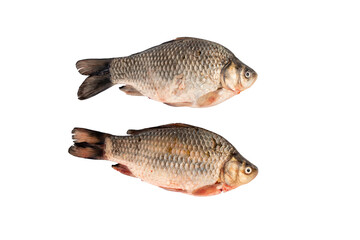 Two fish are on a white background. One is larger than the other