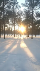 Winter Sunset in a Pine Forest