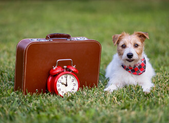 Happy dog with baggage and alarm clock, pet travel insurance background