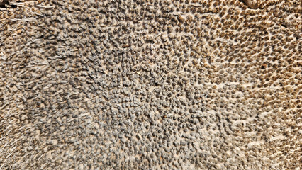 Pattern on the surface of a ground-level stump of a cut Canary date palm tree reveals intricate textures, showcasing the unique characteristics