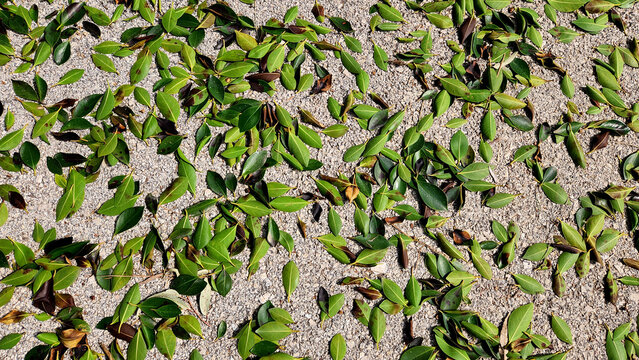Leaves of the Sheesham (Dalbergia sissoo) tree have fallen to the ground, frozen due to the sudden drop in temperature below zero at the end of winter in Mediterranean nature