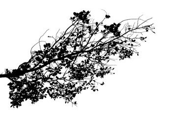 Black and white image of a natural large branch of an old oak tree with leaves on a transparent background