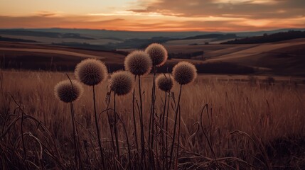 Sunset over rolling hills, fluffy seed heads in foreground; nature, landscape, wallpaper