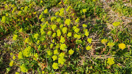 Sun spurge, madwoman's milk, wart spurge, summer spurge, umbrella milkweed, or wolf's-milk blooming...
