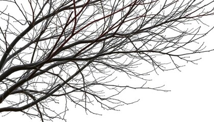 Bare, intertwined branches against a stark white backdrop, wood, white background