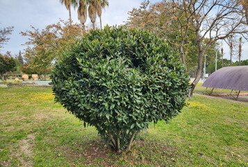 A pruned young bay laurel tree (Laurus nobilis) in a park, the fragrant medicinal and cosmetic...