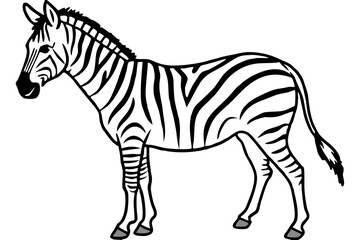 Fototapeta premium Elegant Zebra Line Art
