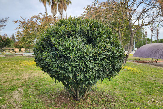 A pruned young bay laurel tree (Laurus nobilis) in a park, the fragrant medicinal and cosmetic plant of the Mediterranean coasts