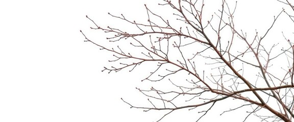Obraz premium Intricate, bare branches isolated against a pure white backdrop, background, minimalist