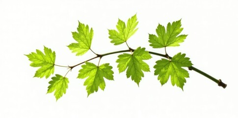Single aspen branch quivering in wind isolated on white background, organic, leafy