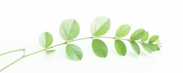 Simple elegant plant stem isolated on white background, botanical, plants, foliage