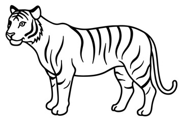 Fierce Tiger Linework