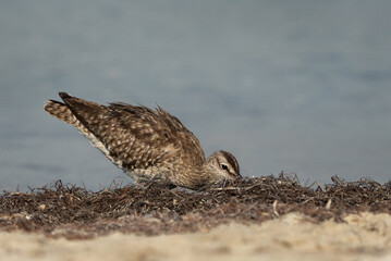 Whimbrel feeding in the morning hours at Busaiteen coast, Bahrain