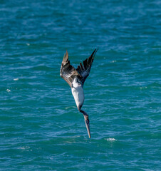 Brown pelican inches away from piercing the water as he dives into the water for a fish
