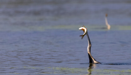 Oriental darter (Anhinga melanogaster) or snake bird fishing in river.