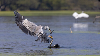 Grey heron (Ardea cinerea) snatching the fish from the oriental darter in water pond during a clash for food in forest